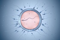 comment-savoir-si-un-spermatozoide-a-atteint-lovule