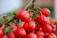 vertus-effets-guarana