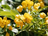 sene-plante-medicinale