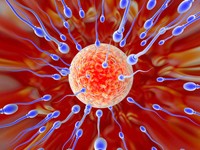 duree-de-vie-spermatozoides-voies-genitales-feminines