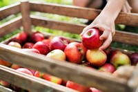 valeur-calorique-pomme
