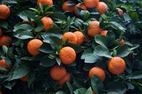 citrus-aurantium-perte-de-poids