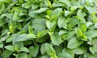 tisane-melisse