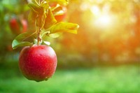 aliment-coupe-faim-naturel