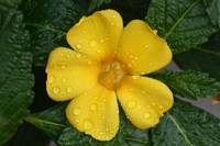 risques-damiana