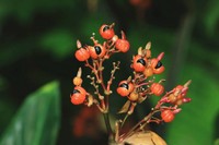 mate-guarana-bienfaits