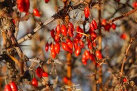 berberine-perte-de-poids