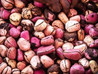 comment-consommer-le-petit-cola