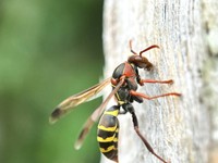 reactions-allergiques-piqure-de-guepe