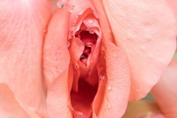 bouton-sexe-feminin