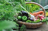 regime-legume-a-volonte