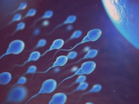 comment-la-production-de-spermatozoides-est-elle-controlee