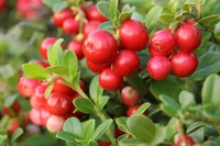 cranberry-infection-urinaire