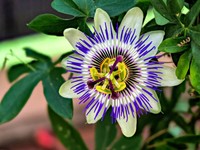 passiflore-contre-indications