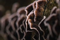 condylomes acuminés