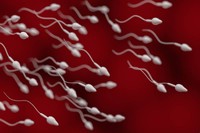 nombre-de-spermatozoides-chez-l-homme