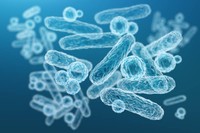 lactobacillus-gasseri-pharmacie