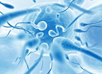 duree-de-vie-spermatozoides-limitee