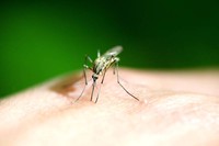 huile-essentielle-piqure-moustique