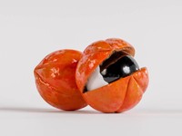 poudre-de-guarana-bienfaits