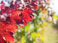 vigne-rouge-effet-au-bout-de-combien-de-temps