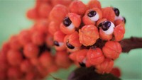 guarana-precautions