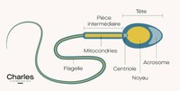 schema-structure-spermatozoide