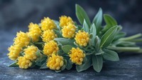 bienfaits-rhodiola