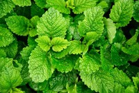 melisse-citronnelle