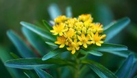 precautions-rhodiola