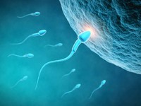 nombre-de-spermatozoides-par-ejaculation