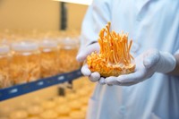 cordyceps-dangereux