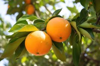 citrus-aurantium-interdit