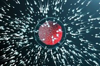 combien-de-temps-vivent-les-spermatozoides