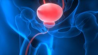 comprendre-les-symptomes-d-une-prostate-mal-videe