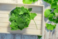 ginkgo-biloba-avis