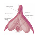 clitoris
