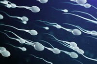 spermatozoides-definition