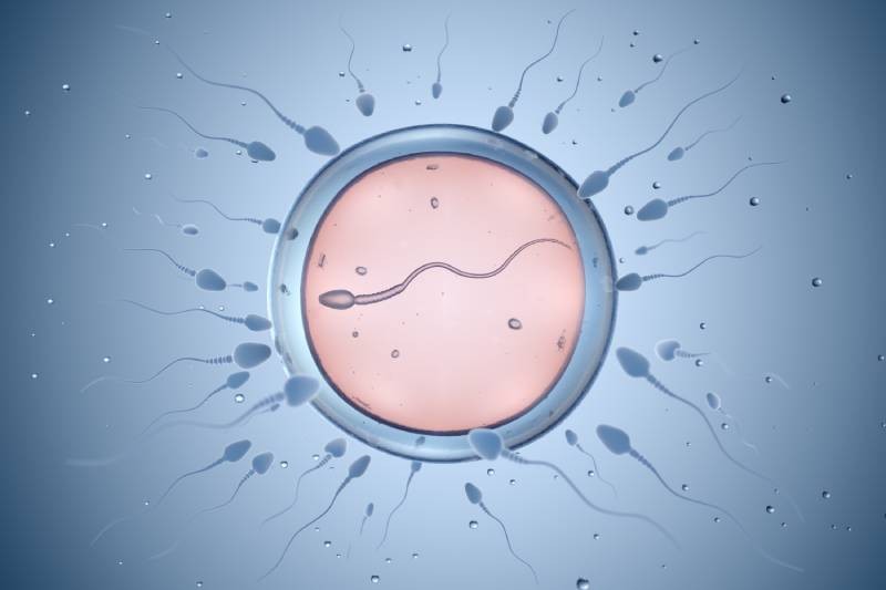Combien De Temps Met Un Spermatozoïde Pour Atteindre L'ovule En combien de temps un spermatozoïde atteint-il l’ovule ? | Charles.co