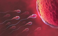 duree-de-vie-spermatozoides-sur-la-main