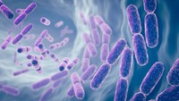 lactobacillus-gasseri-avis