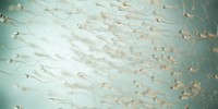 lieu-de-production-des-spermatozoides