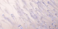 nombre-de-spermatozoides-fabriques-par-seconde