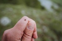 maladie-de-lyme-diagnostic