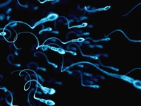 production-de-spermatozoides-chez-l-homme-par-jour