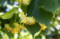 aubier-de-tilleul-bienfaits