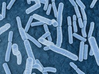 lactobacillus-gasseri-bienfaits