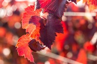 tisane-vigne-rouge