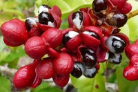 qu-est-ce-que-le-guarana