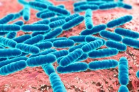 lactobacillus-gasseri-danger